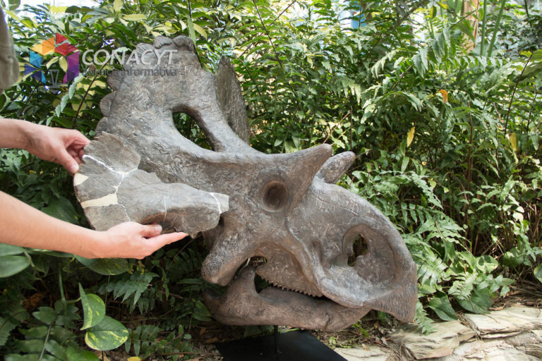 Paleontólogos mexicanos descubren nuevo dinosaurio en Coahuila