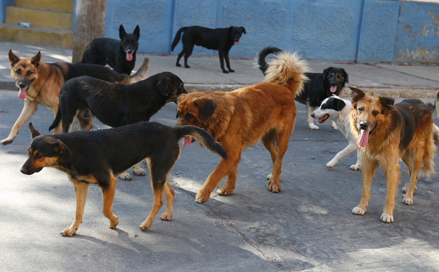 Когда день собак в 2024. Фотографии животных. Stray animals. День собак (dia Nacional del perro) - Аргентина.