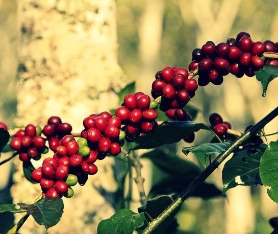 En la sierra de Zongolica sólo 200 productores recibirán apoyo de Pro Café2c este 2017. 1