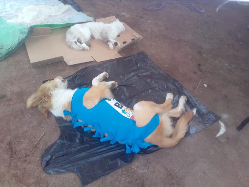 campaña de esterilizacion1