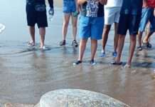 “El señor de las tortugas”: la resistencia de Nautla para salvar a una especie en peligro